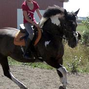 Anden særlig race Magpie solgt