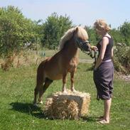 Anden særlig race Norengaards Bailey