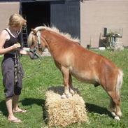 Anden særlig race Norengaards Bailey