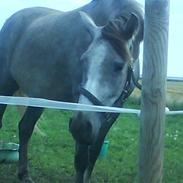 Anden særlig race Silke (Mule)