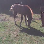 Anden særlig race Silke (Mule)