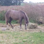 Anden særlig race Silke (Mule)