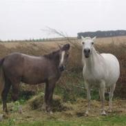 Anden særlig race Silke (Mule)
