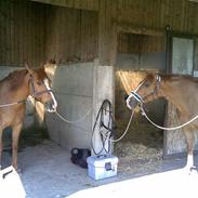 Arabisk fuldblod (OX) Tots Ramik (SOLGT)