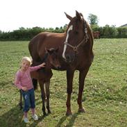 Dansk Varmblod Ranova