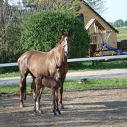 Dansk Varmblod Ranova