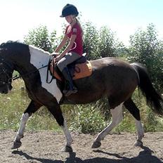 Anden særlig race Magpie solgt