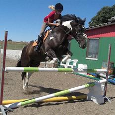 Anden særlig race Magpie solgt