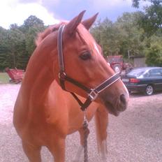 Anden særlig race Soleil