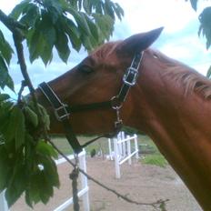 Anden særlig race Soleil