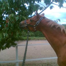 Anden særlig race Soleil