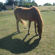 Islænder Rós fra Sauðanesi