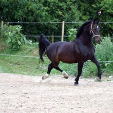 Oldenborg Cash af Egense *solgt*