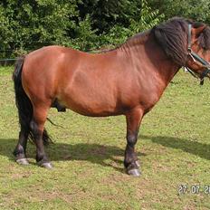 Shetlænder Paradisets Theodor SH 442