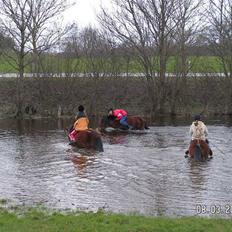 Shetlænder Paradisets Theodor SH 442