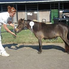Dansk Miniature Brunebjerggårds Sahara