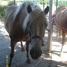 Haflinger Emma <3 (gamle part)