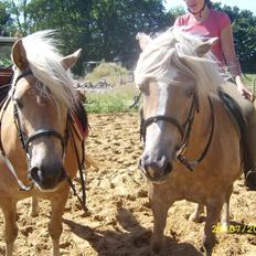 Haflinger Emma <3 (gamle part)