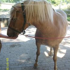 Haflinger Emma <3 (gamle part)