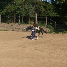 Anden særlig race Bastian