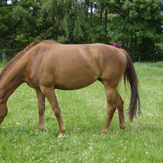 Dansk Varmblod Skovbo's Isabella Row.  