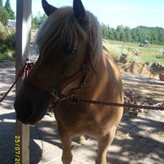 Haflinger Evita (gamle part)
