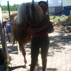 Haflinger Evita (gamle part)