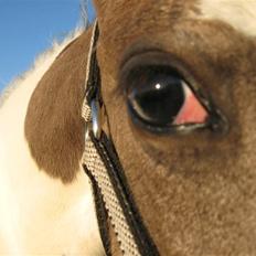 Irish Cob Gipsy Mabon