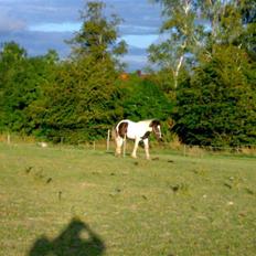 Irish Cob Gipsy Mabon