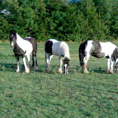 Irish Cob Gipsy Mabon