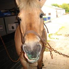 Fjordhest Jasmin<'3 Solgt ! :'(