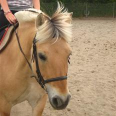 Fjordhest Jasmin<'3 Solgt ! :'(