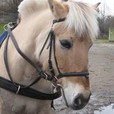 Fjordhest Jasmin<'3 Solgt ! :'(