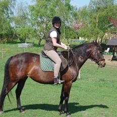 Dansk Varmblod Vestergåtde Ann (AFLIVET)