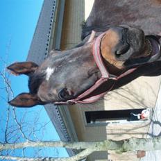 Dansk Varmblod Vestergåtde Ann (AFLIVET)