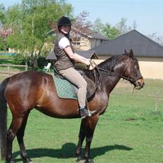 Dansk Varmblod Vestergåtde Ann (AFLIVET)