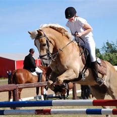 Haflinger Rössi  Solgt