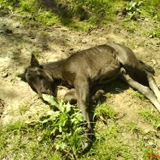 Anden særlig race staldTORs BOB R.I.P.