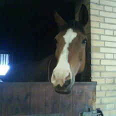 Anden særlig race Abi   gone );