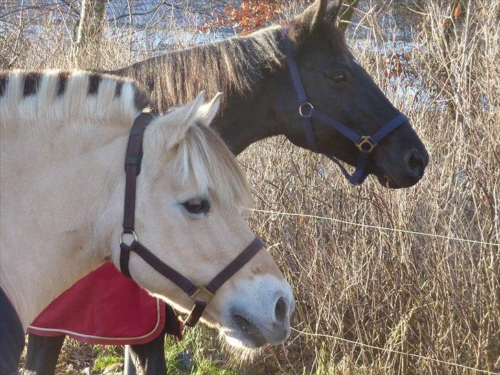 Fjordhest Candis <3 - candis er lige bleven klippet  billede 19