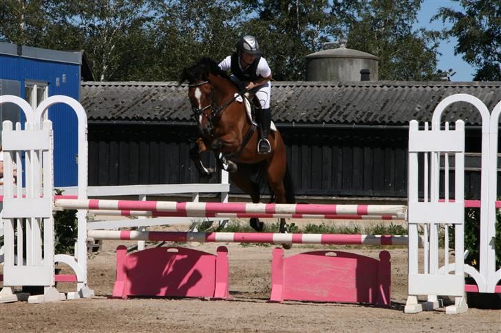 DSP Friis Maestro - Friis Maestro LA Hillerød sportrideklub 4 plads blev det til . d. 26 Juli 2008 fotograf: Line Rasmussen billede 5