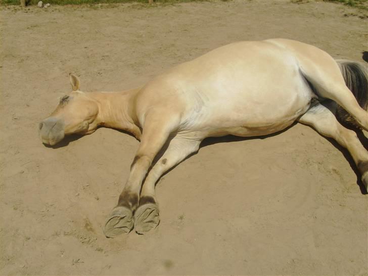 Fjordhest  Ronja - solgt .  - "Jeg prøver bare at bli lidt brun" ;D sommer 08 billede 4
