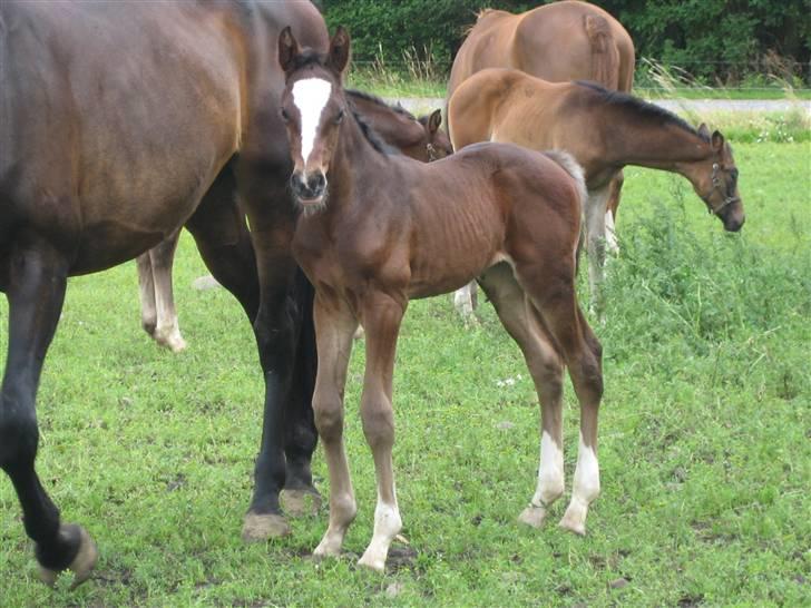 Dansk Varmblod Graversgaards Cora billede 19
