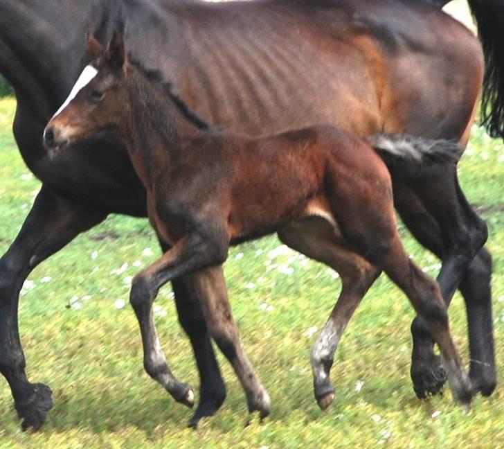 Dansk Varmblod Graversgaards Cora billede 20
