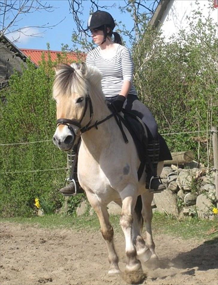 Fjordhest Simba <3 solgt - dressur i: maj 2010 <3 billede 13