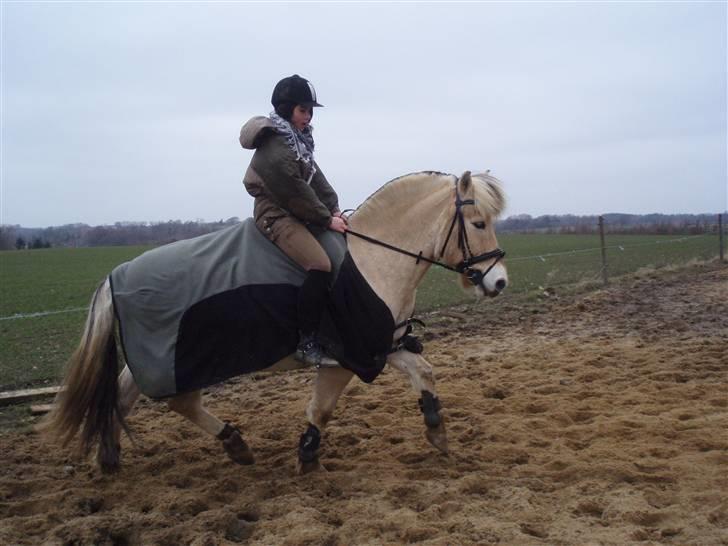 Fjordhest Simba <3 solgt - januar 2009 <3 billede 14