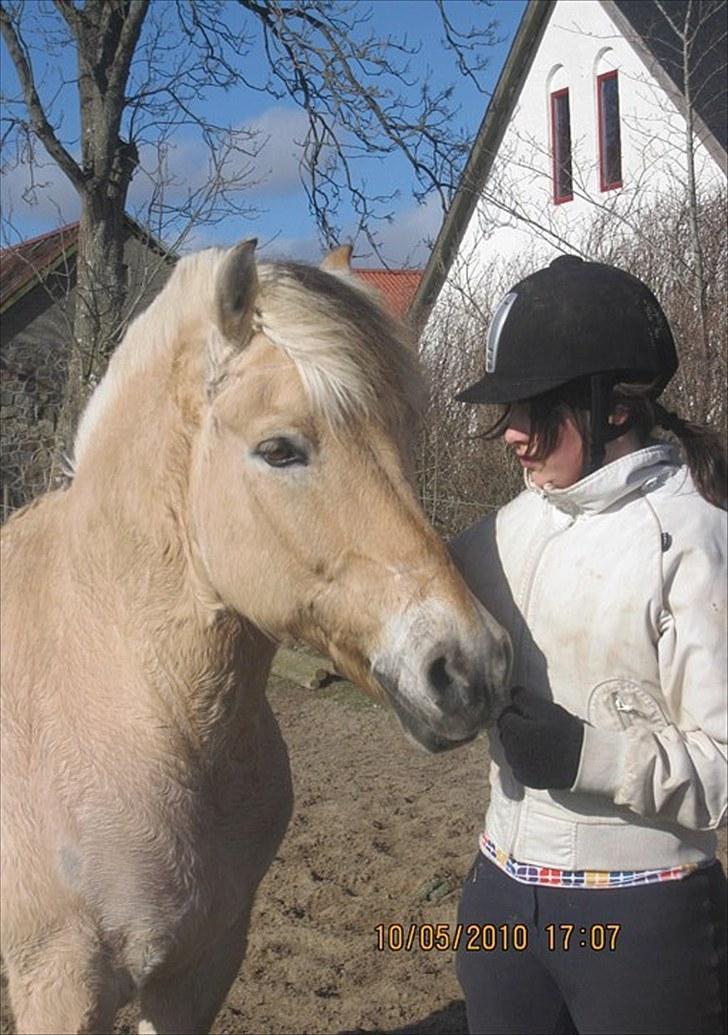 Fjordhest Simba <3 solgt - jeg elsker dig!  <3 marts 2010 billede 15