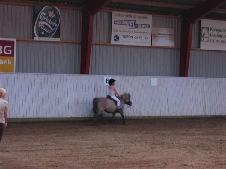 Shetlænder Kaipa billede 16