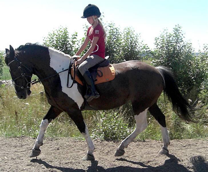 Anden særlig race Magpie solgt - vi rider lige lidt dressur billede 1
