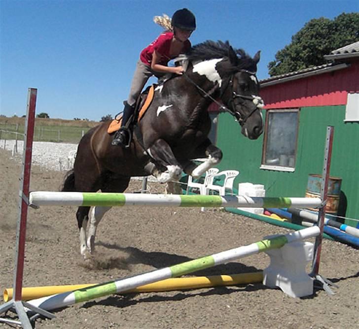 Anden særlig race Magpie solgt billede 2